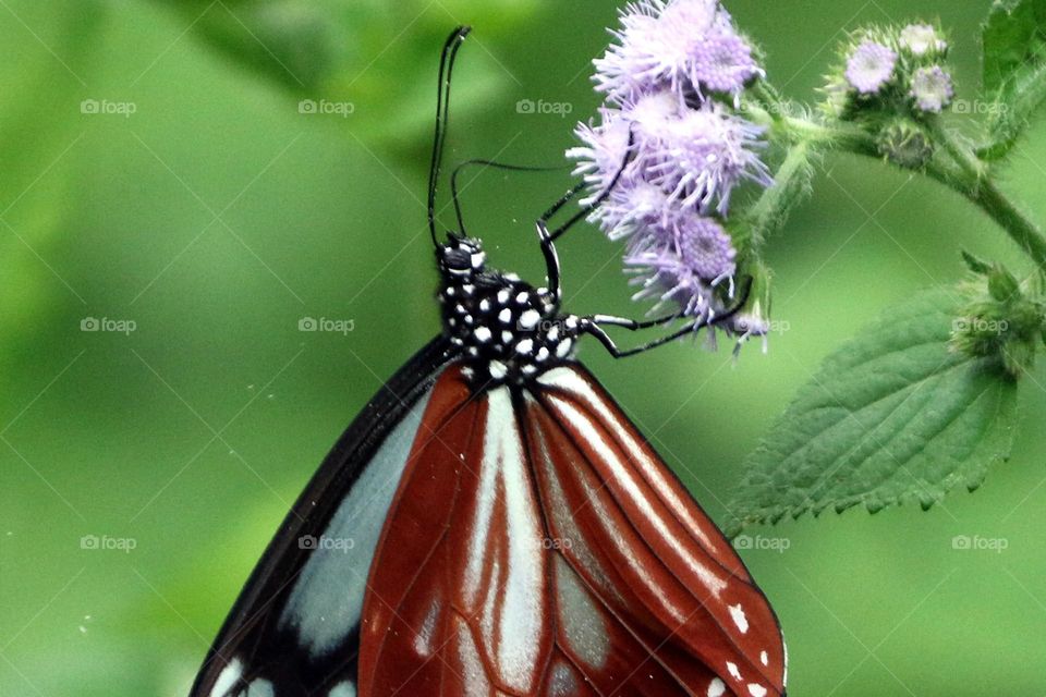 Beautiful and cute butterfly