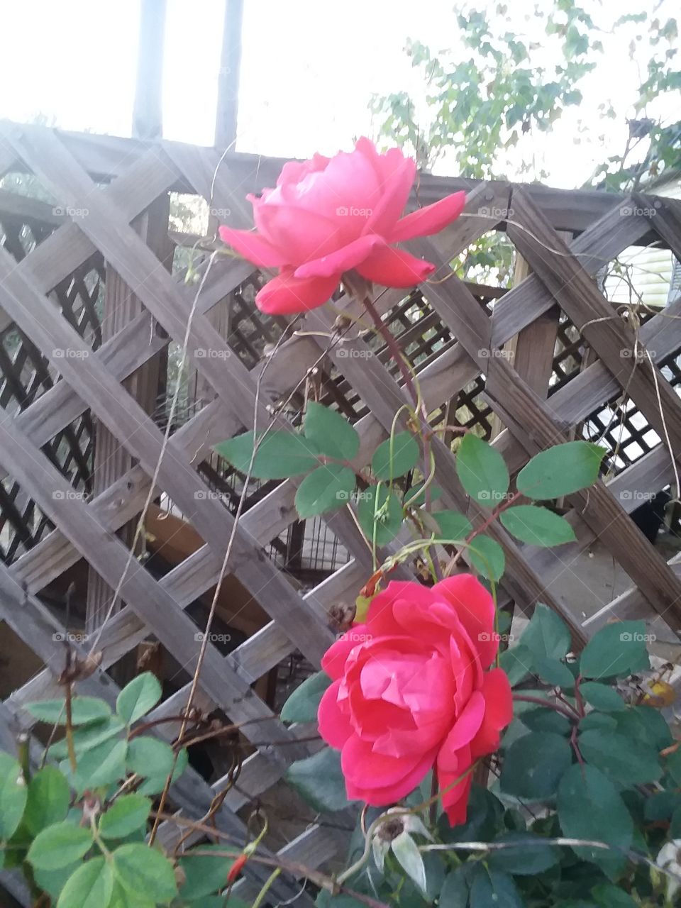 beautiful late roses