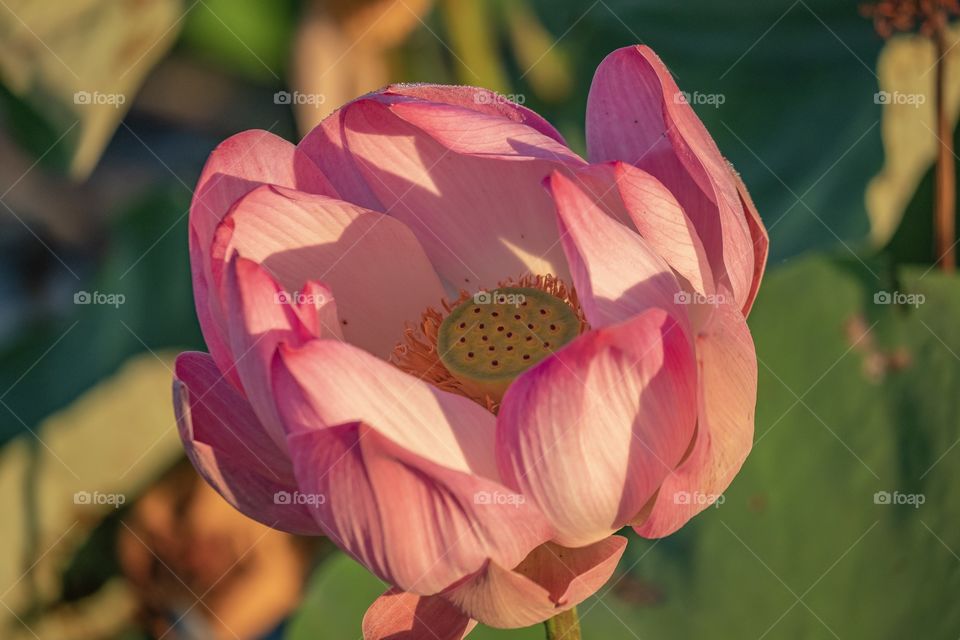 Pink lotus