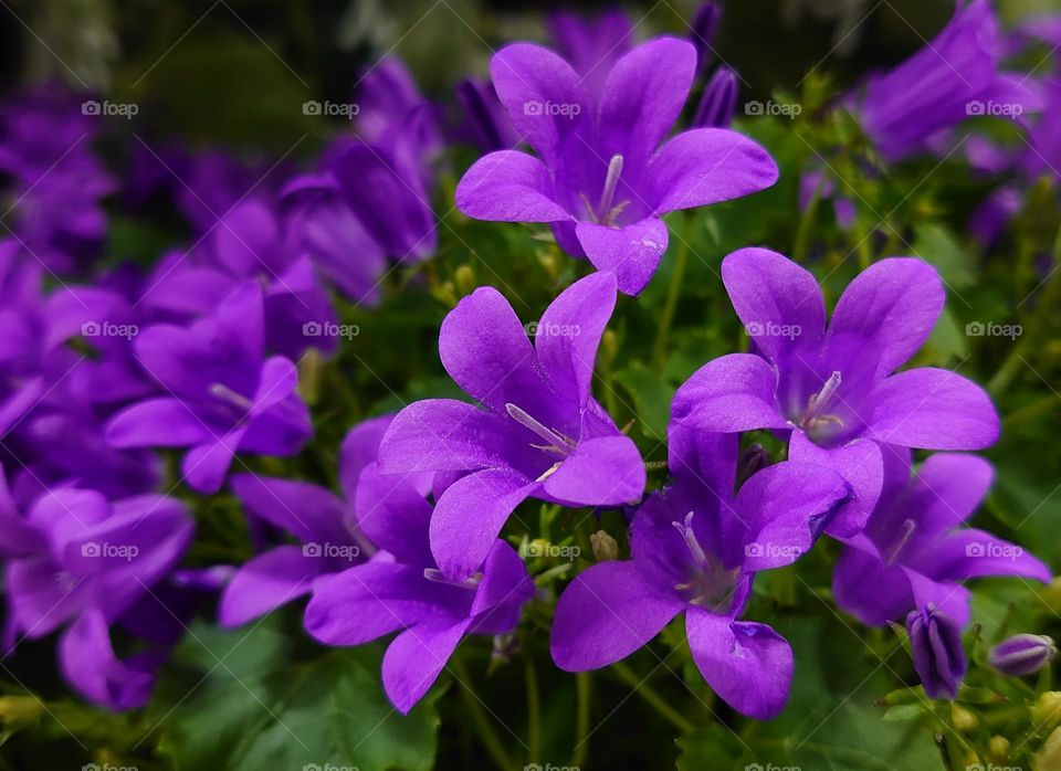 Purple flowers 💜