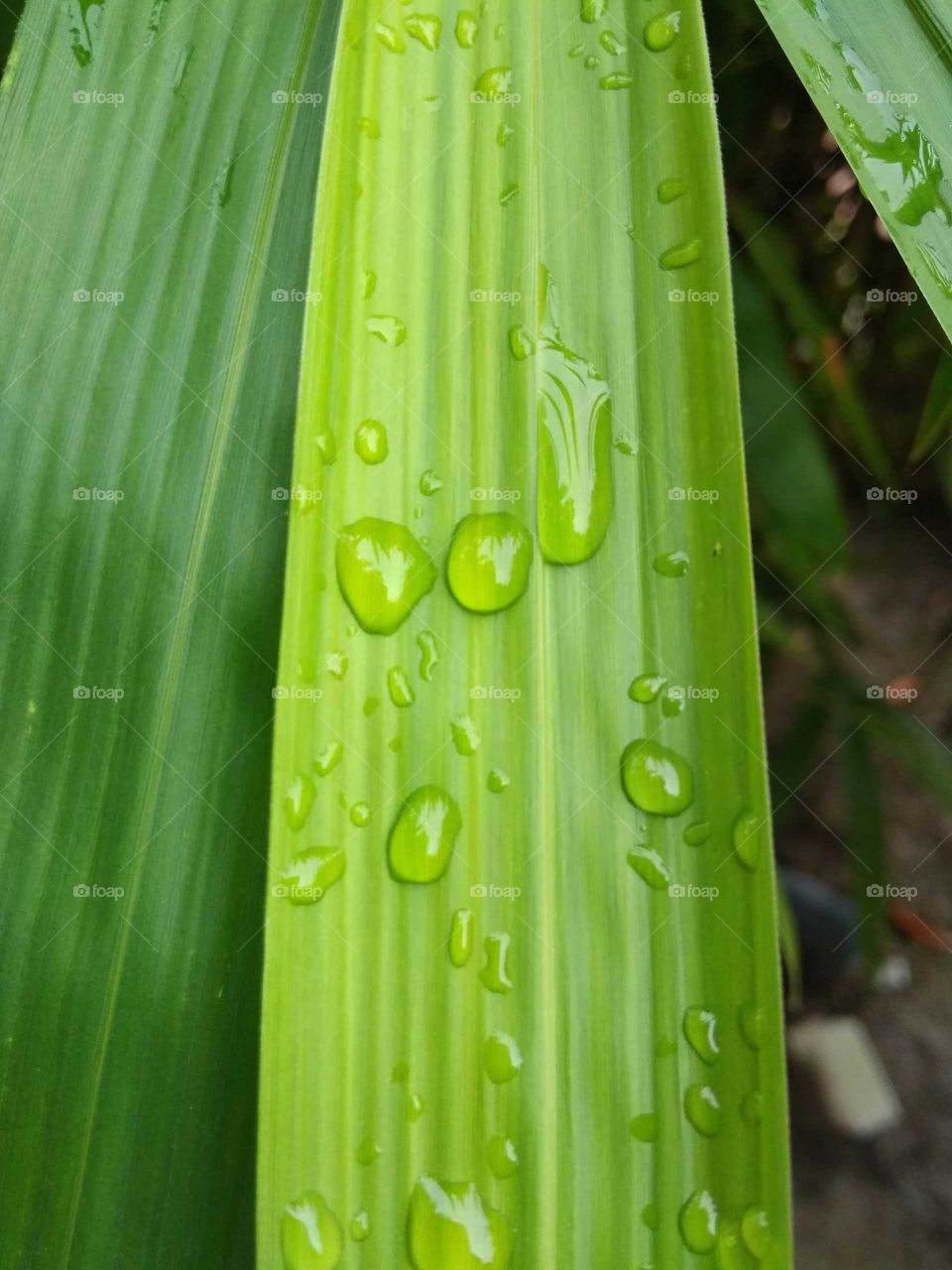 rainy drop in plant