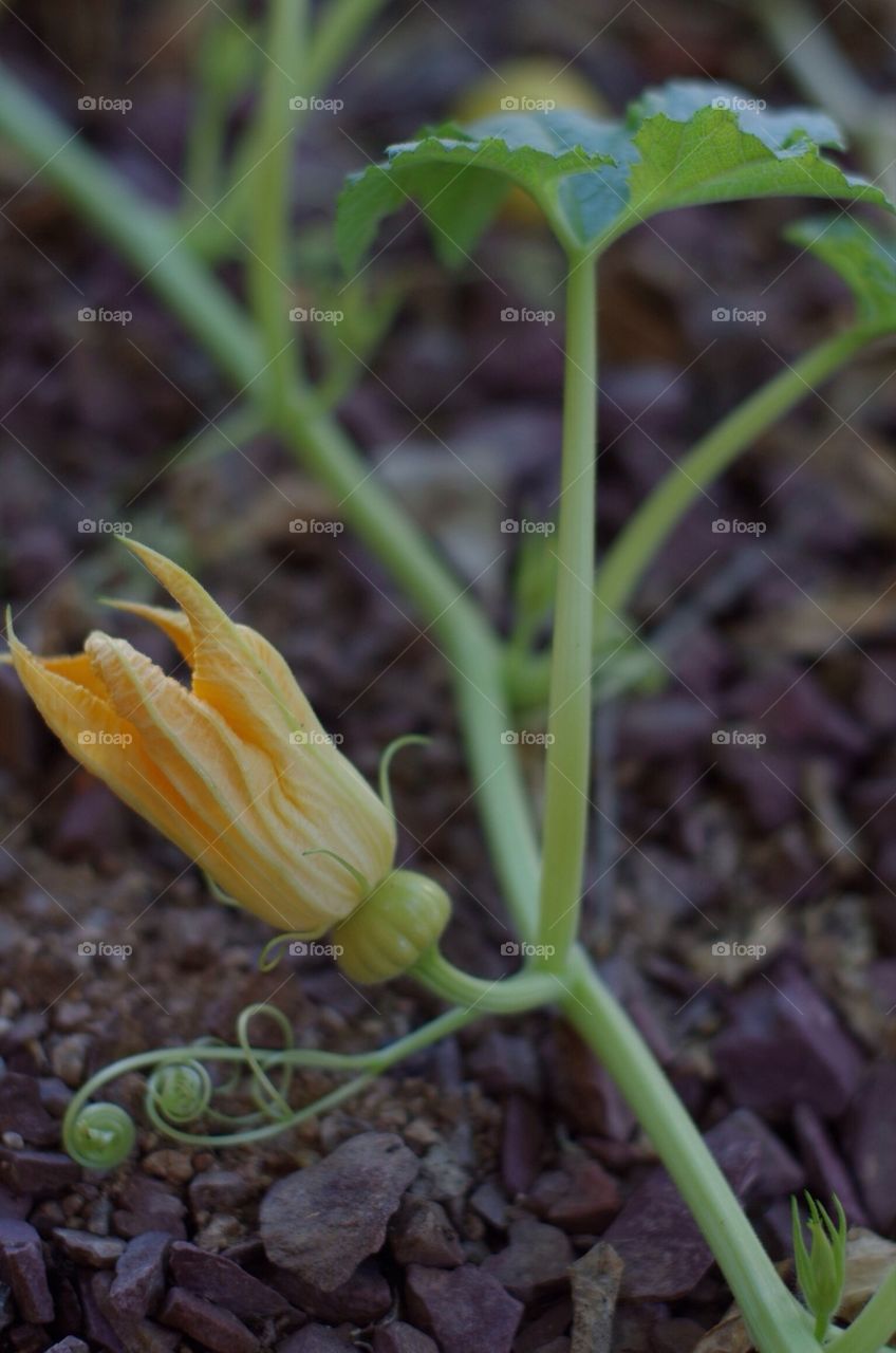 Pumpkin Flower