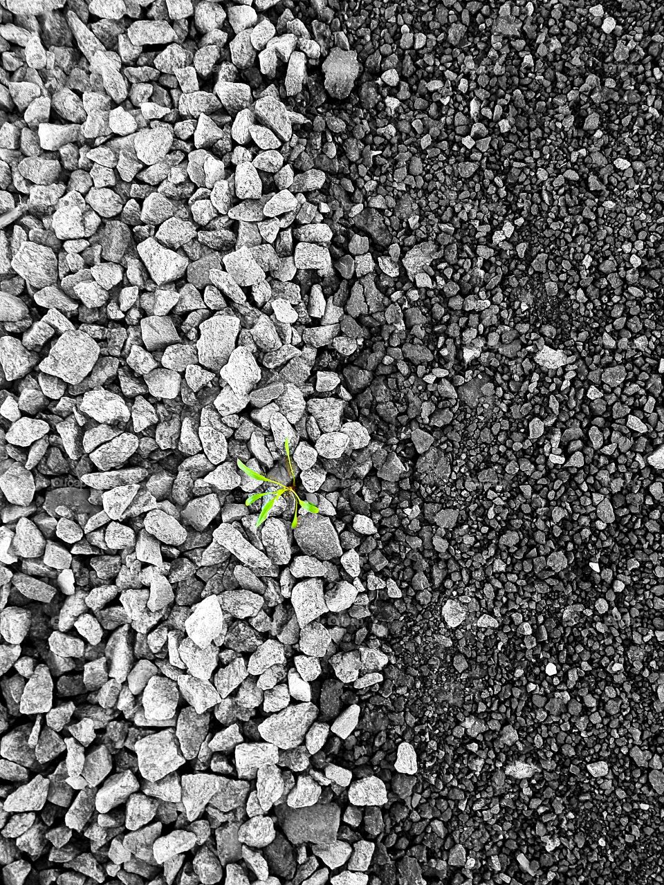 Grass is growing through stones