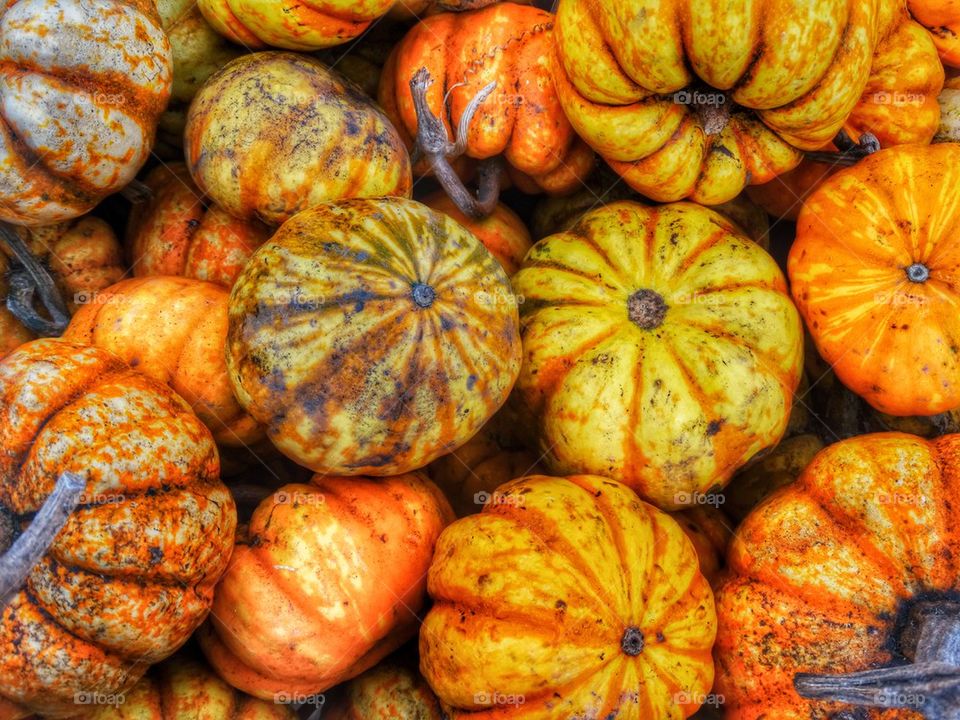 Colorful Pumpkins