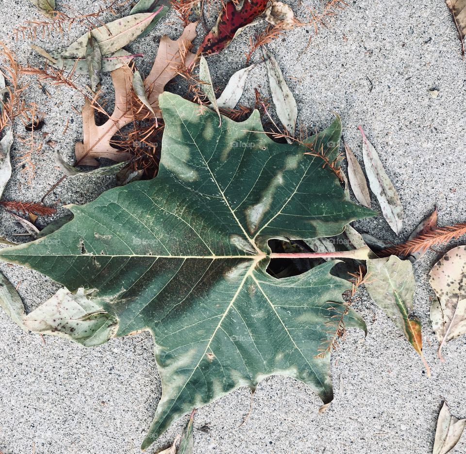 Autumn leaf on concrete 