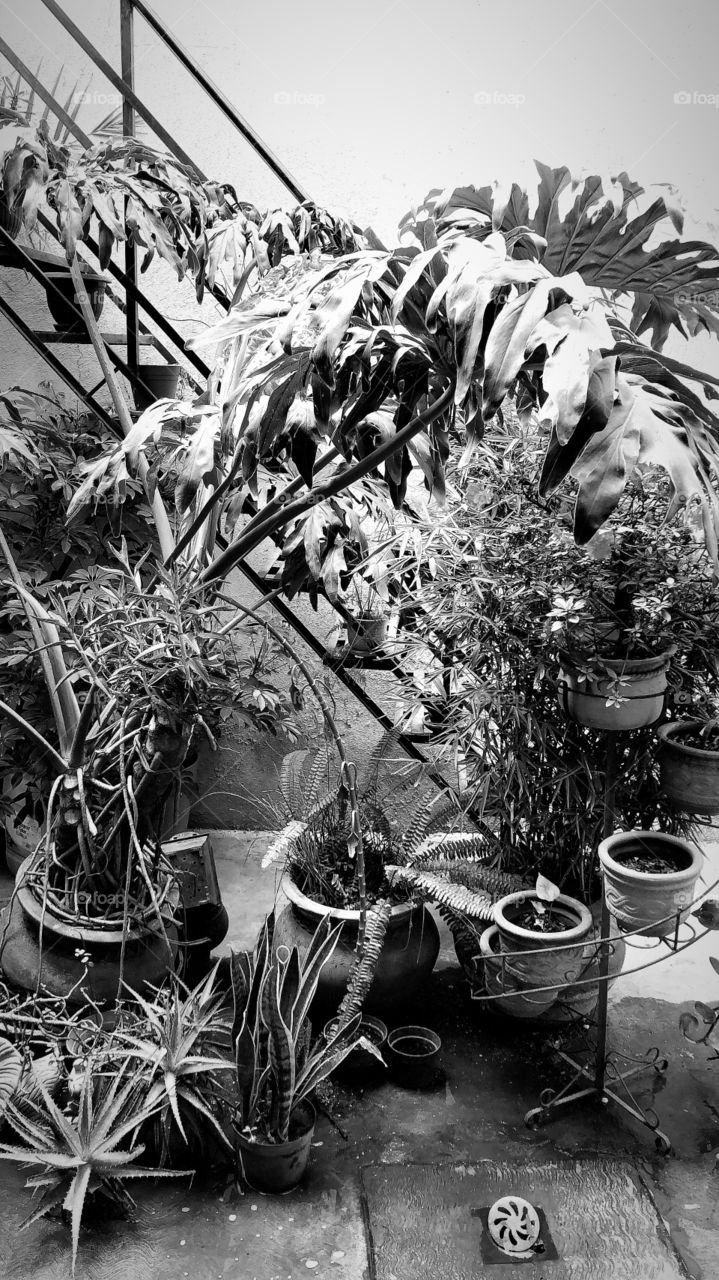 Plants and plants