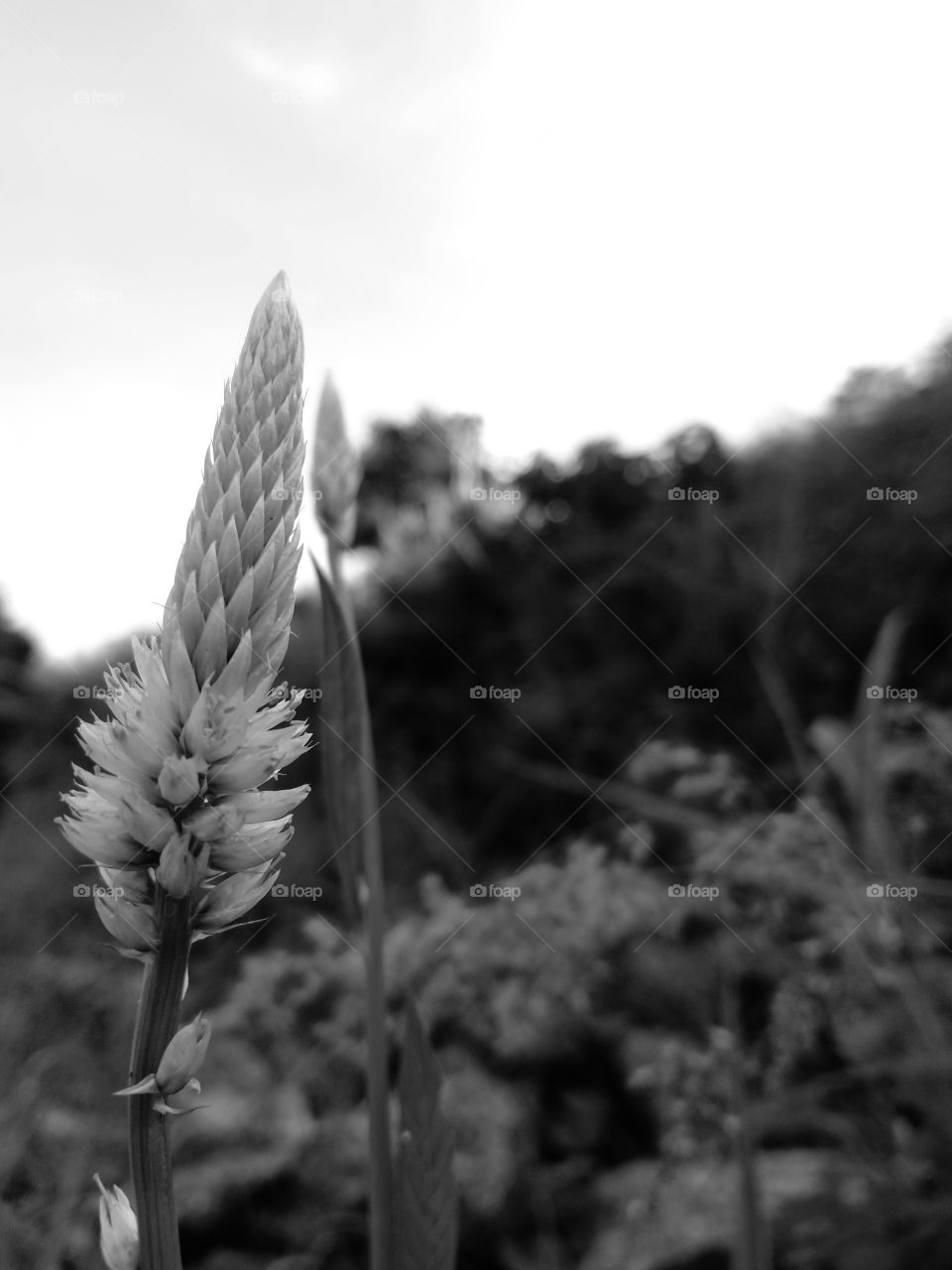Wild grass; peacefully and silently growing along the pavement, trying to reach the sky
world in black and white