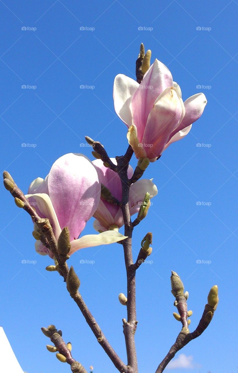 Magnolia blossom