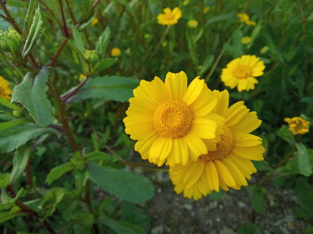 Little Flower
