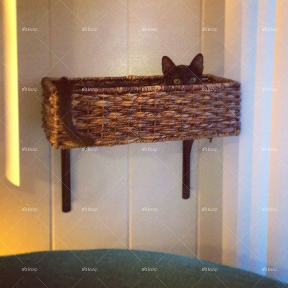Cat in a Basket. Kitty playing peek-a-boo