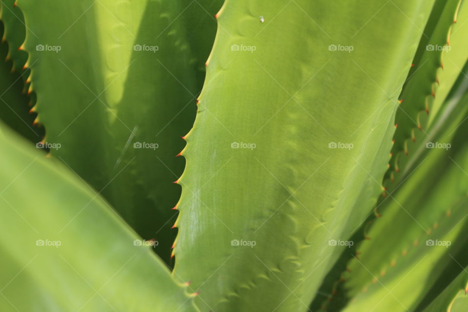 Love the aloe.