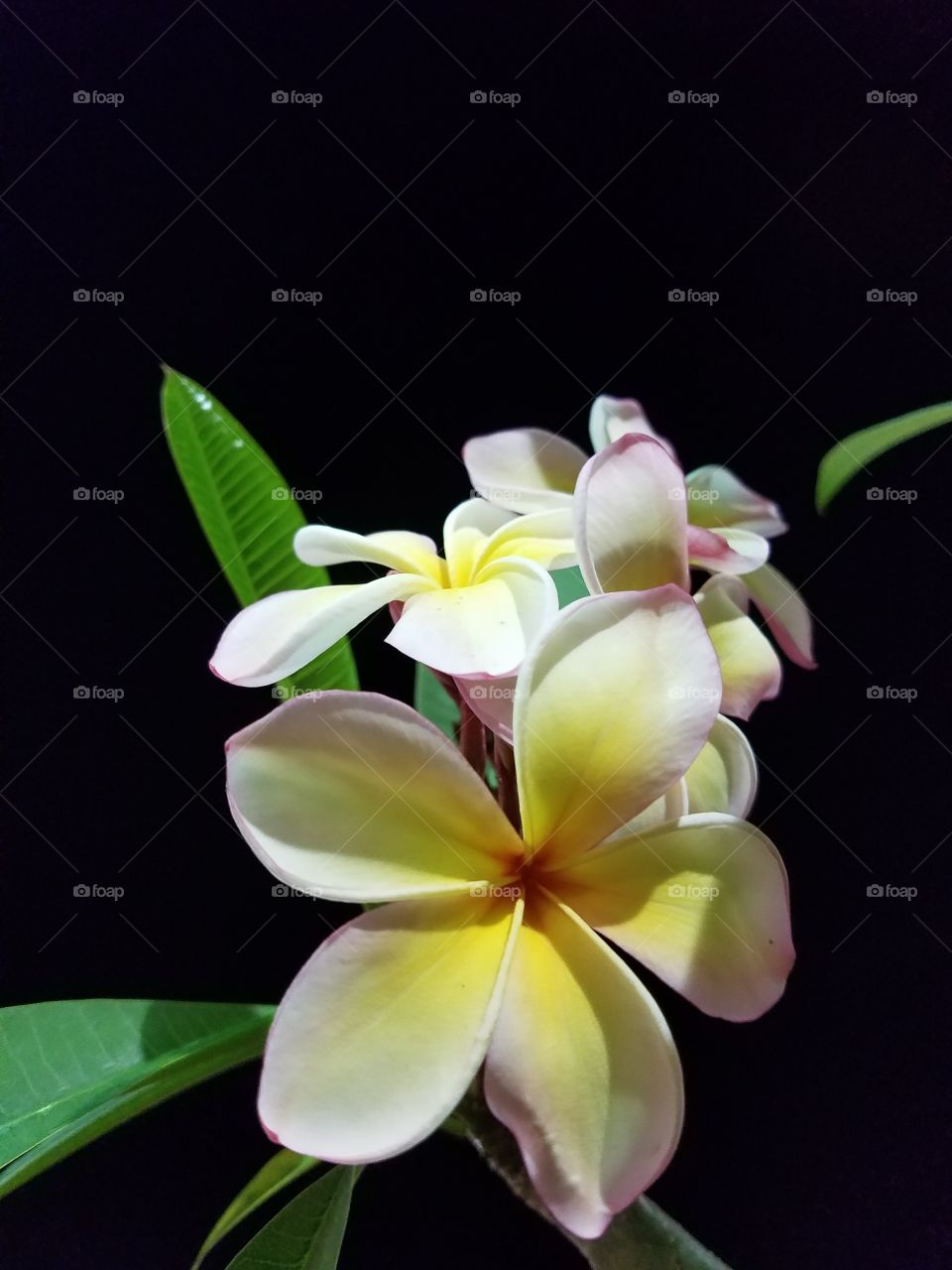 yellow and white Hawaiian lei flower
