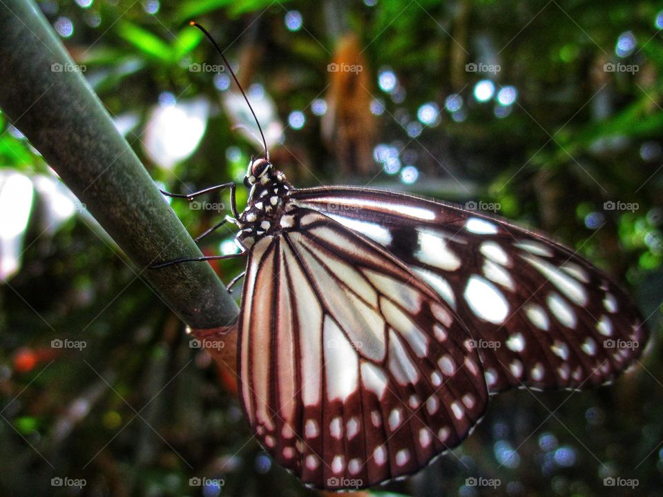 Beautiful butterfly perched on a tree trunk