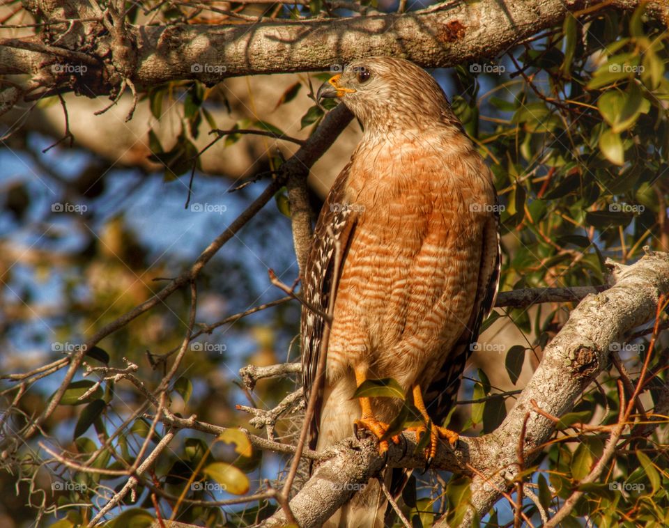 Red Shouldered hawk in the the Florida Everglades.