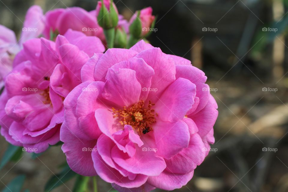 pink rose in the garden