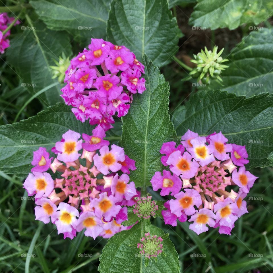 🌹 🇺🇸 Very beautiful flowers to brighten our day.  Live nature and its beauty. Did you like the delicate petals? / 🇧🇷 Flores muito bonitas para alegrar nosso dia. Viva a natureza e sua beleza. Gostaram das pétalas delicadas? 