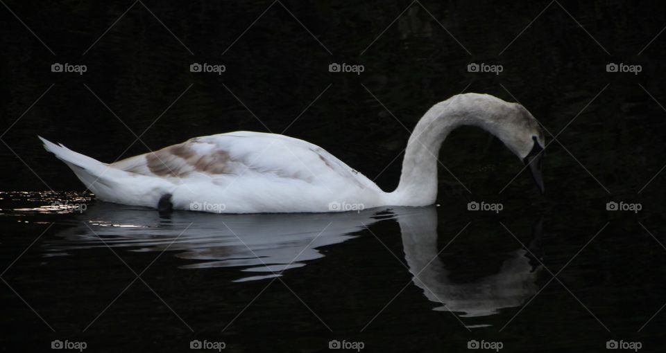 juvenile swan