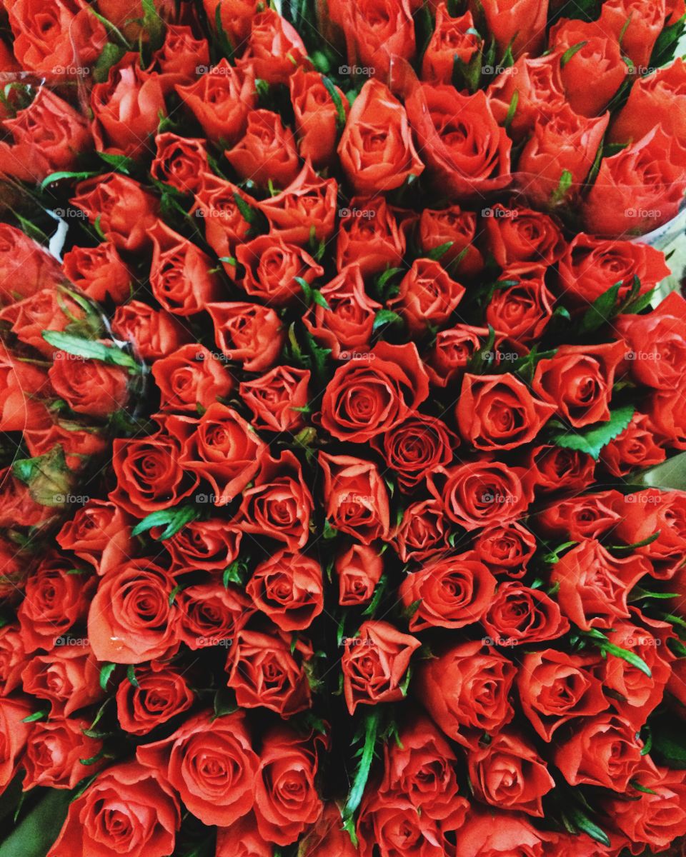 Full frame of red flowers