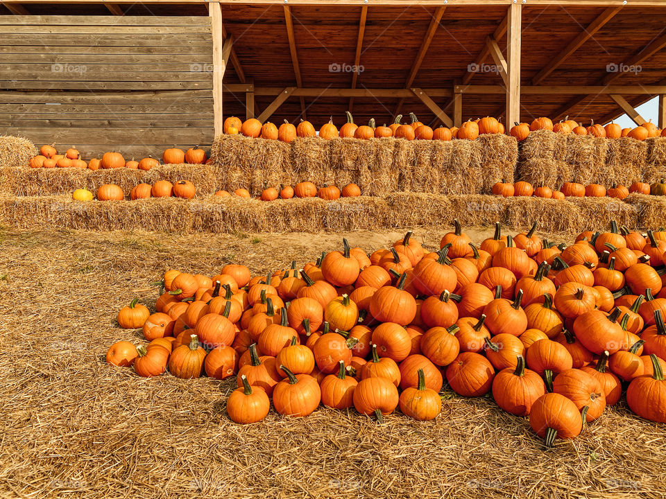 Pumpkins