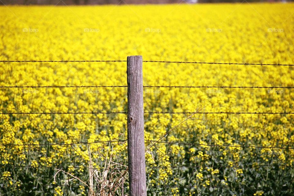 Barbed wire Fence Among the Canola