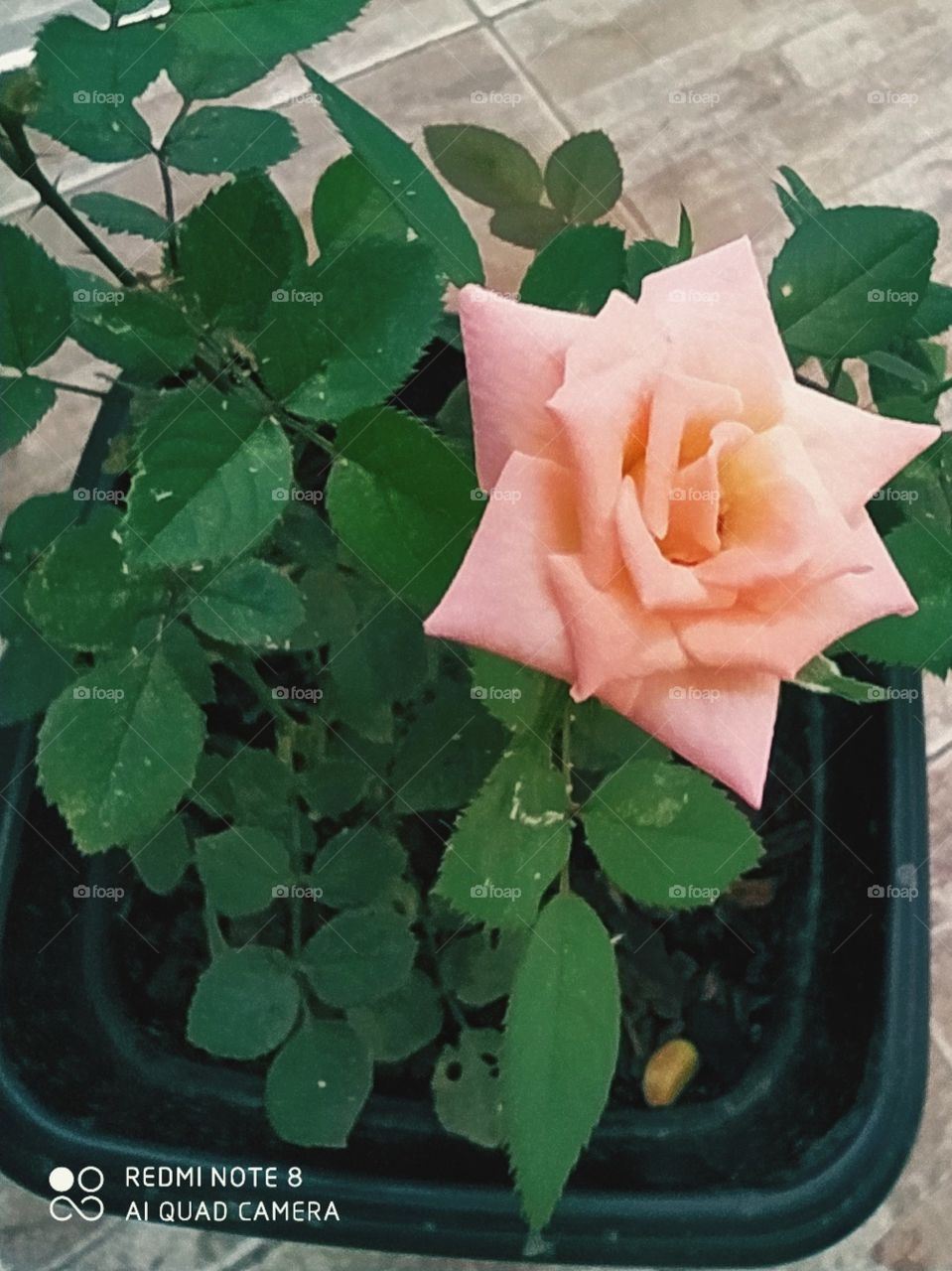 A beleza sendo revelada em pétalas.