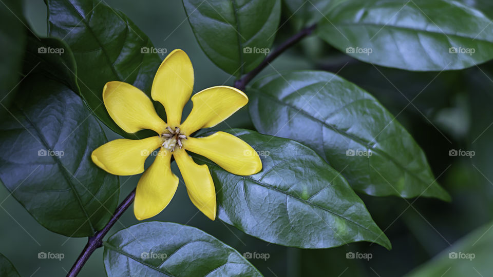 Bright yellow flowers on a background green leaves in the garden.
