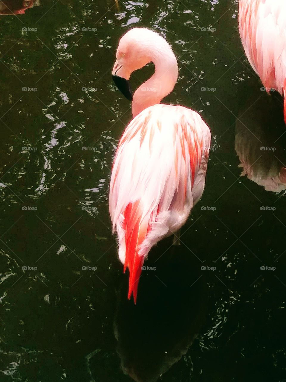 I love the shape of this flamingo