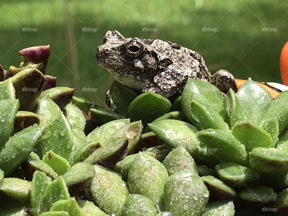 Frog in a planter