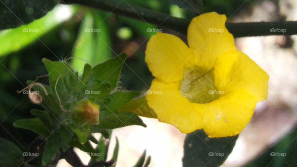 Yellow monkey flower