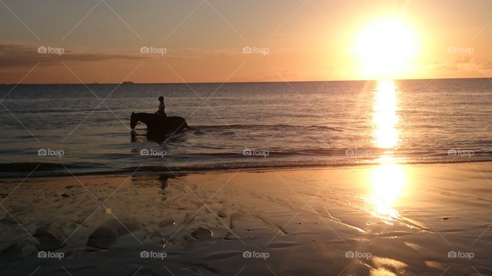 Water horse at the beach. Horse Ziva swimming in the ocean with her rider on a sunny evening in September 2015.