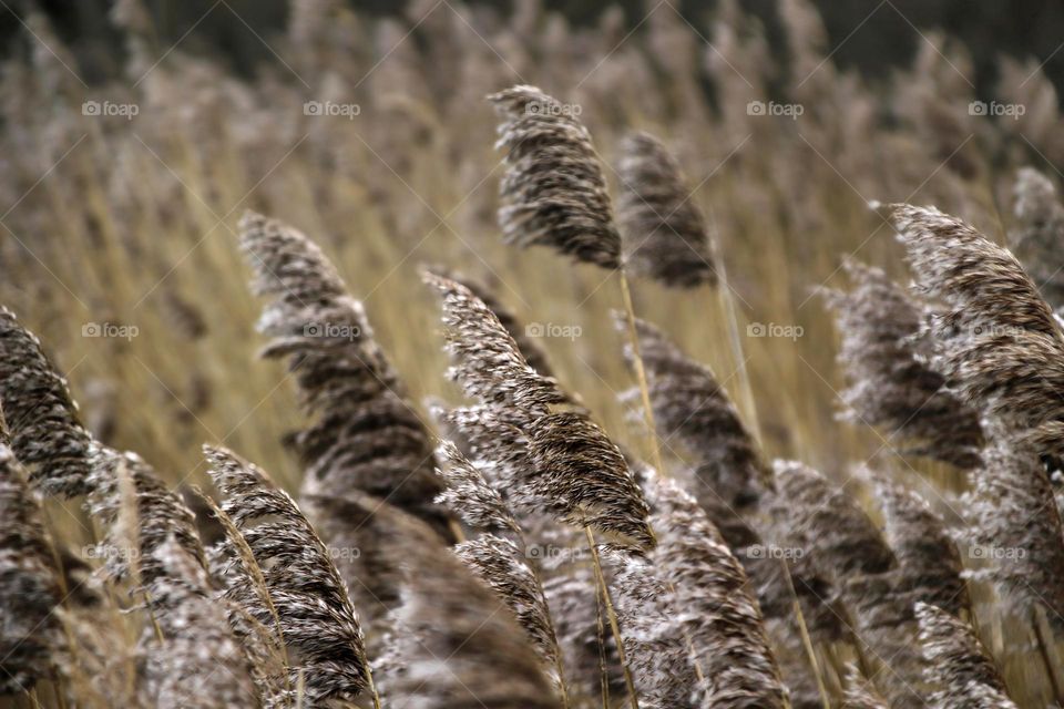 In field