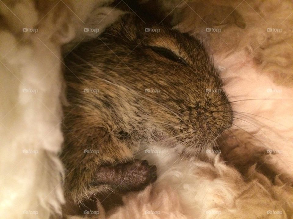 little sqirell sleeping