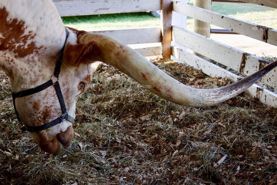 A Texas longhorn in an open-air cattle barn with head bent down, showing an impressive horn