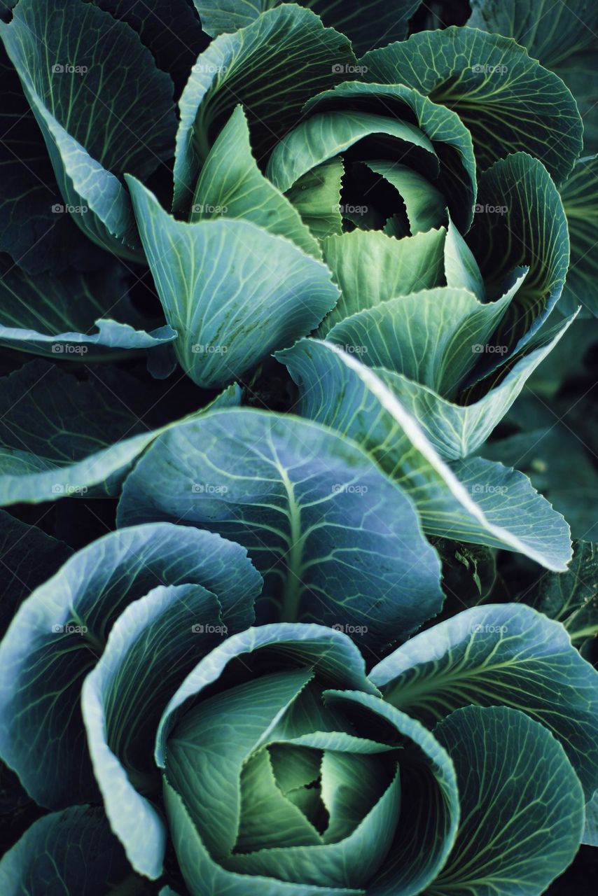 I would like describe this image luxuy and cabbage photo