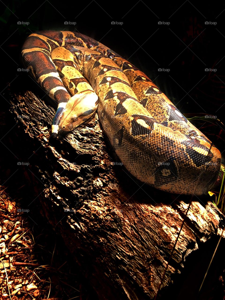 A python basking in the light while laying on a log. 