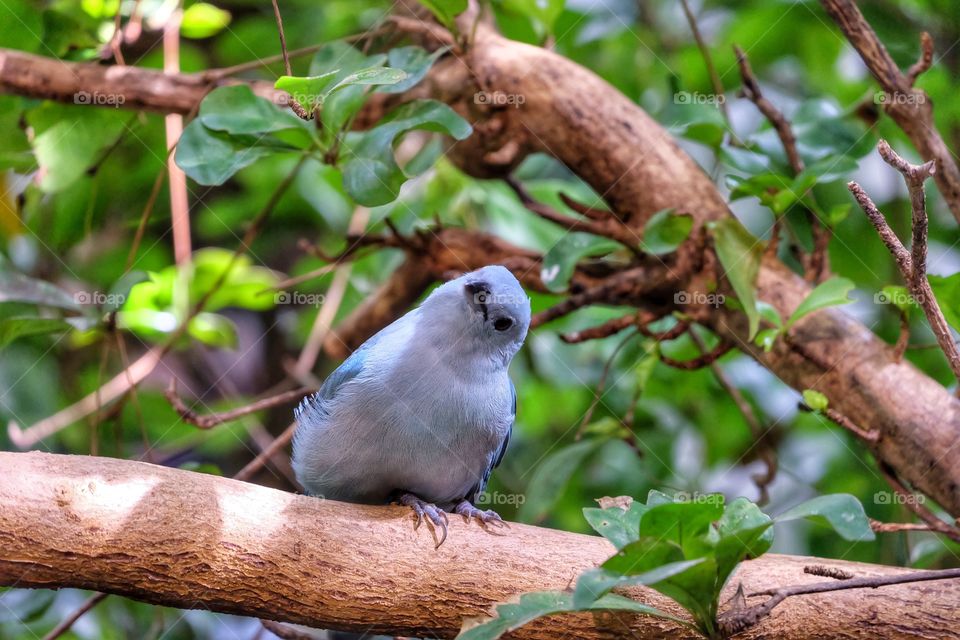 A grey bird sitting in the tree 