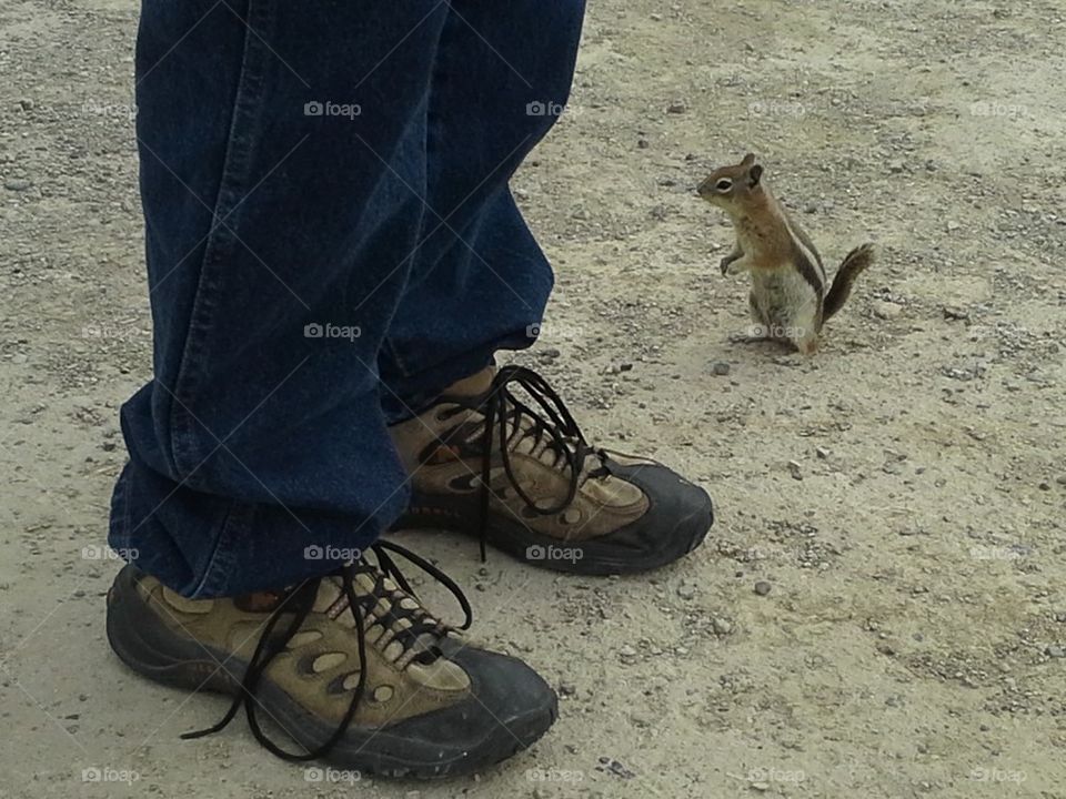 Overly Friendly Chipmunk
