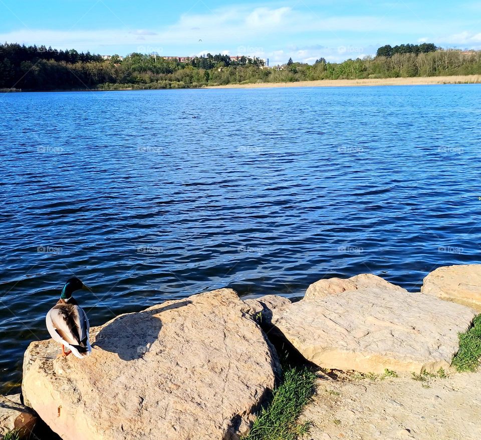 duck in the lake