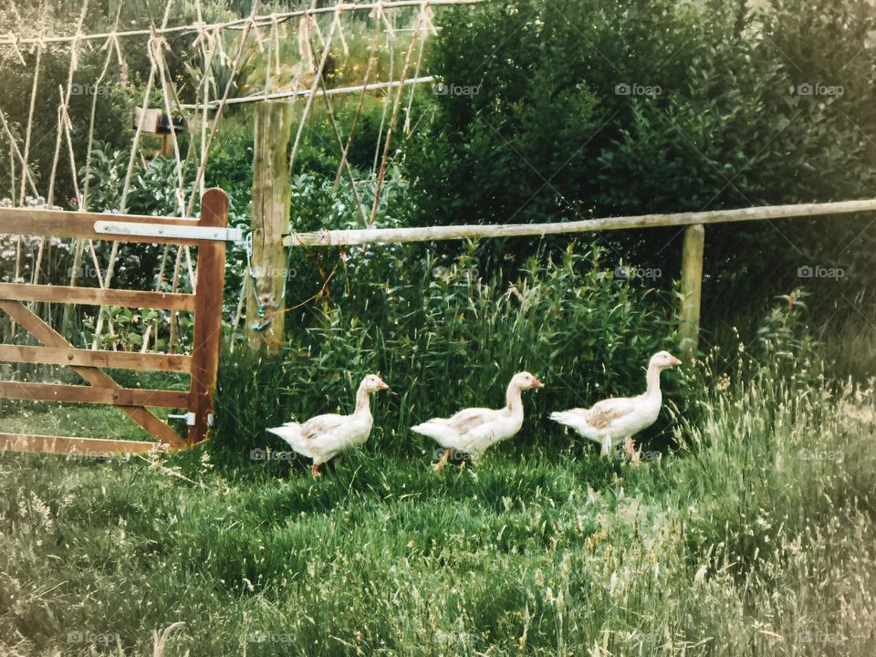 Three geese in the garden
