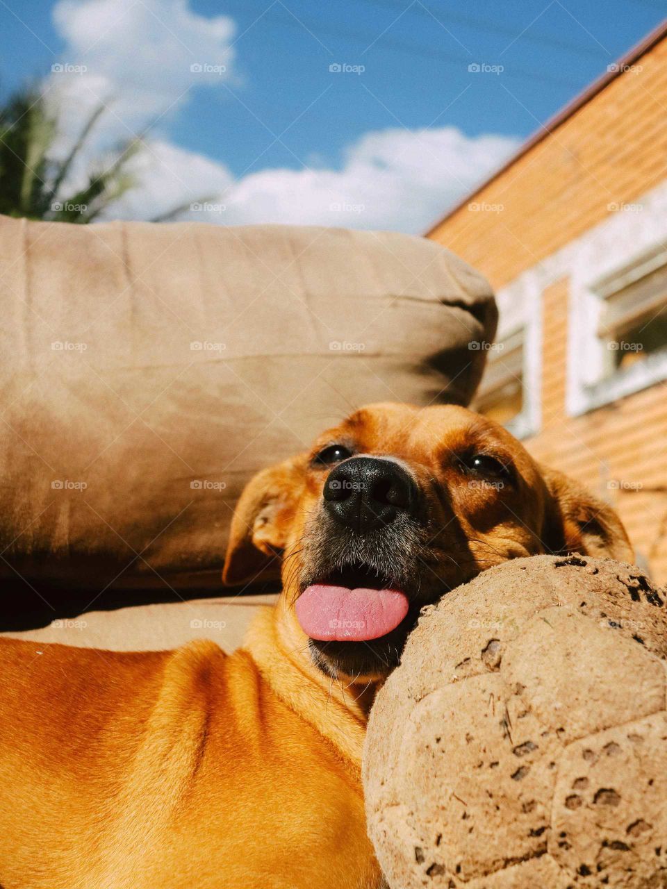 Cute caramel dog, with soccer ball, resting in the sun, with her tongue out. Beautiful Blue Sky, warm sunny day.