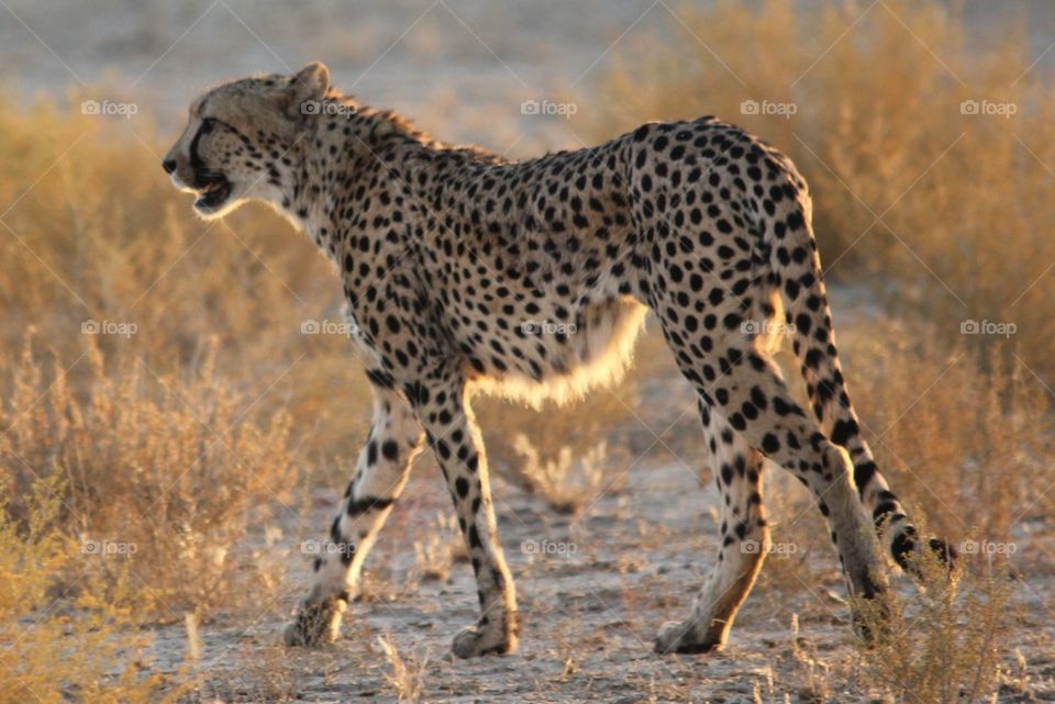 Cheetah at dusk