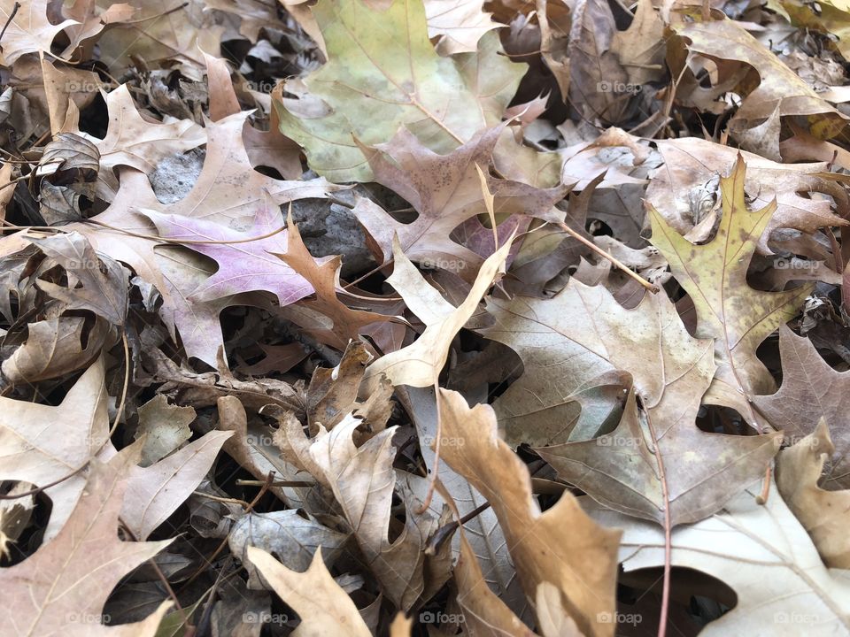 Fall day leaves of many colors