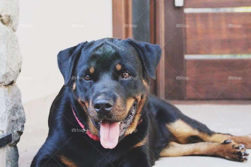 Rottweiler dog