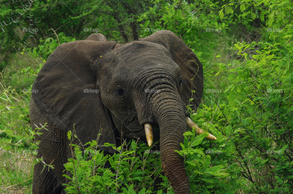 elephant south Africa