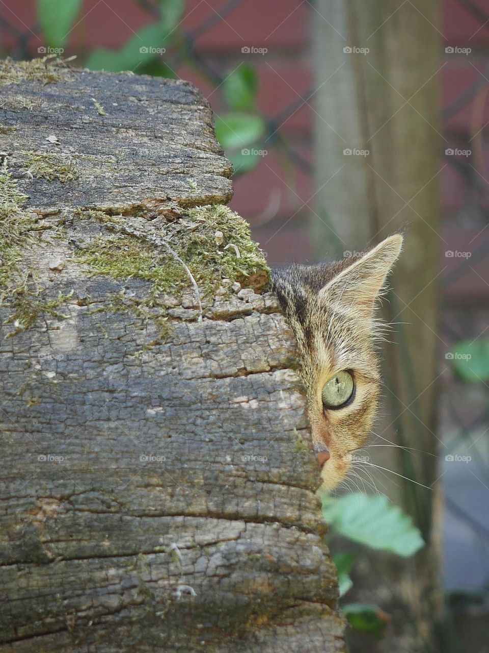 Cat behind tree trunk