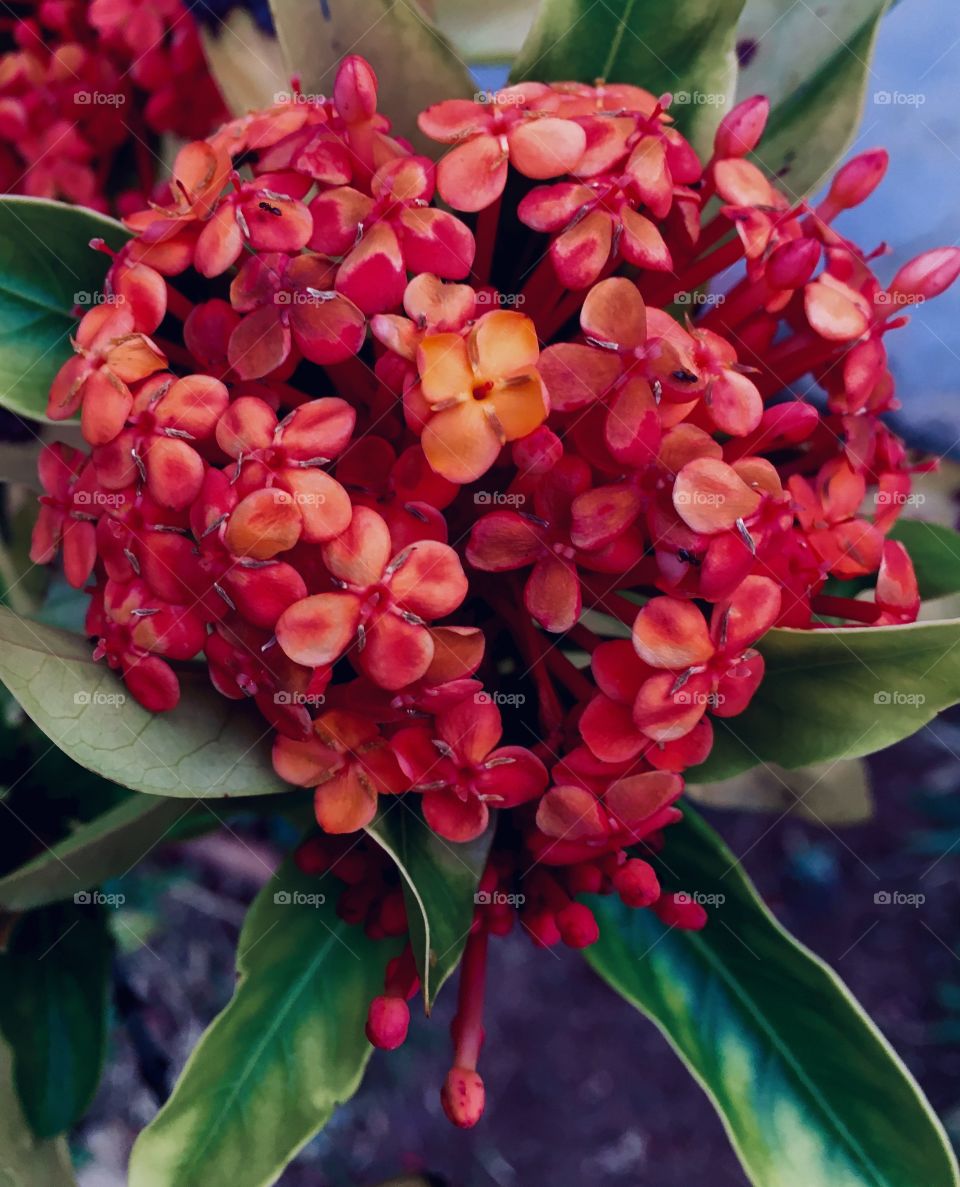 Flores muito bonitas que fazem parte da flora tropical. As Plantas do Brasil encantam e inspiram nosso povo!