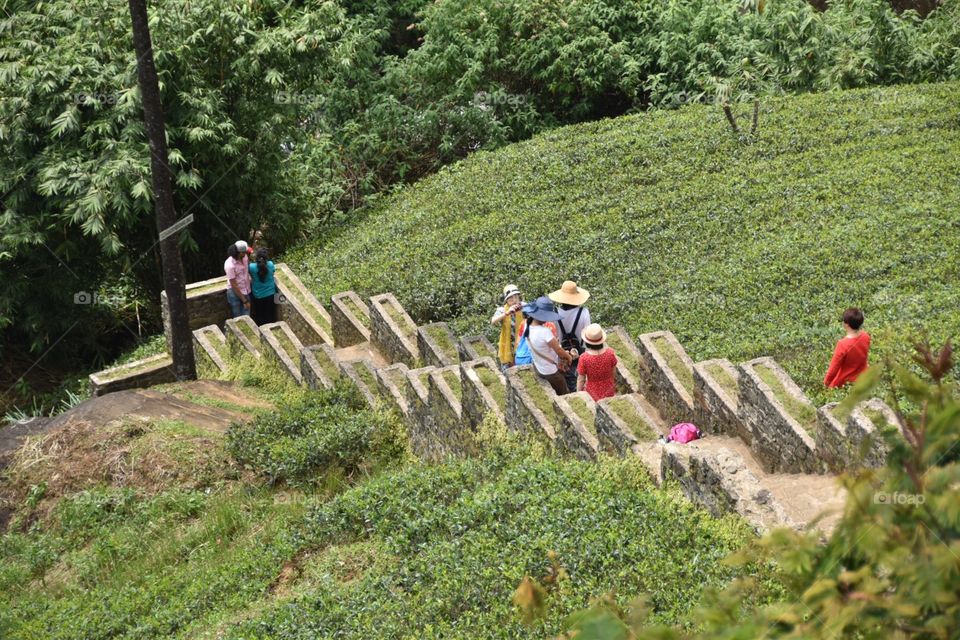 Tea tourists