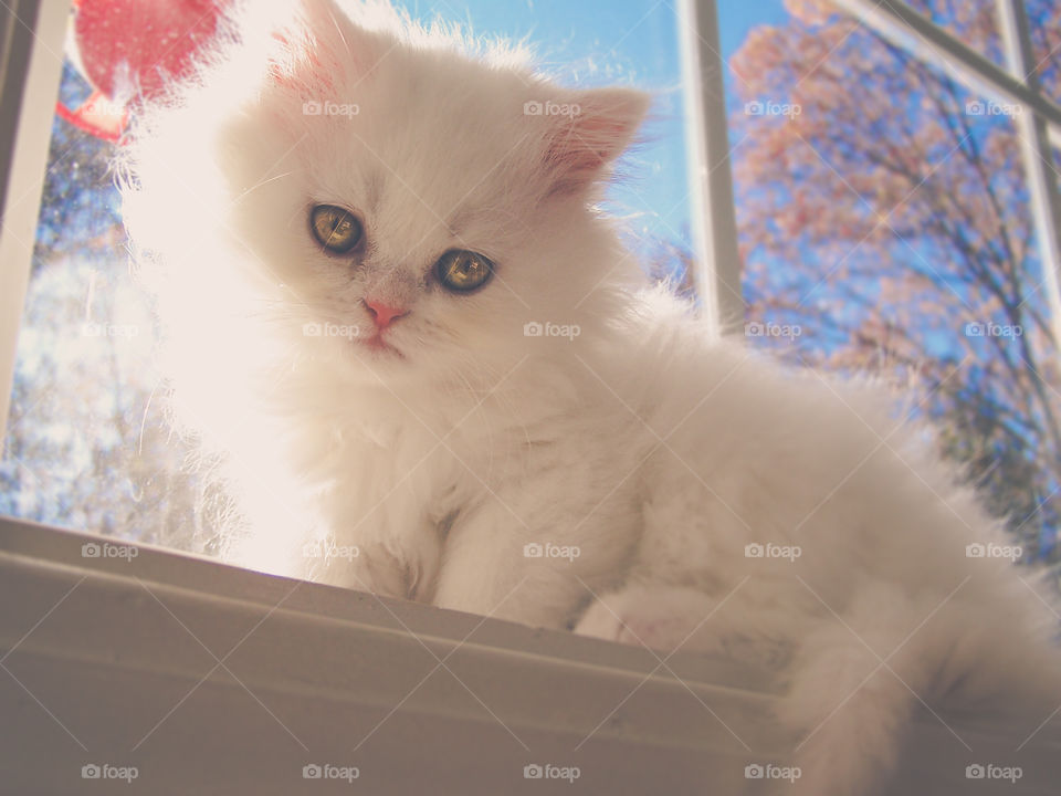 Sweet white Persian kitten 