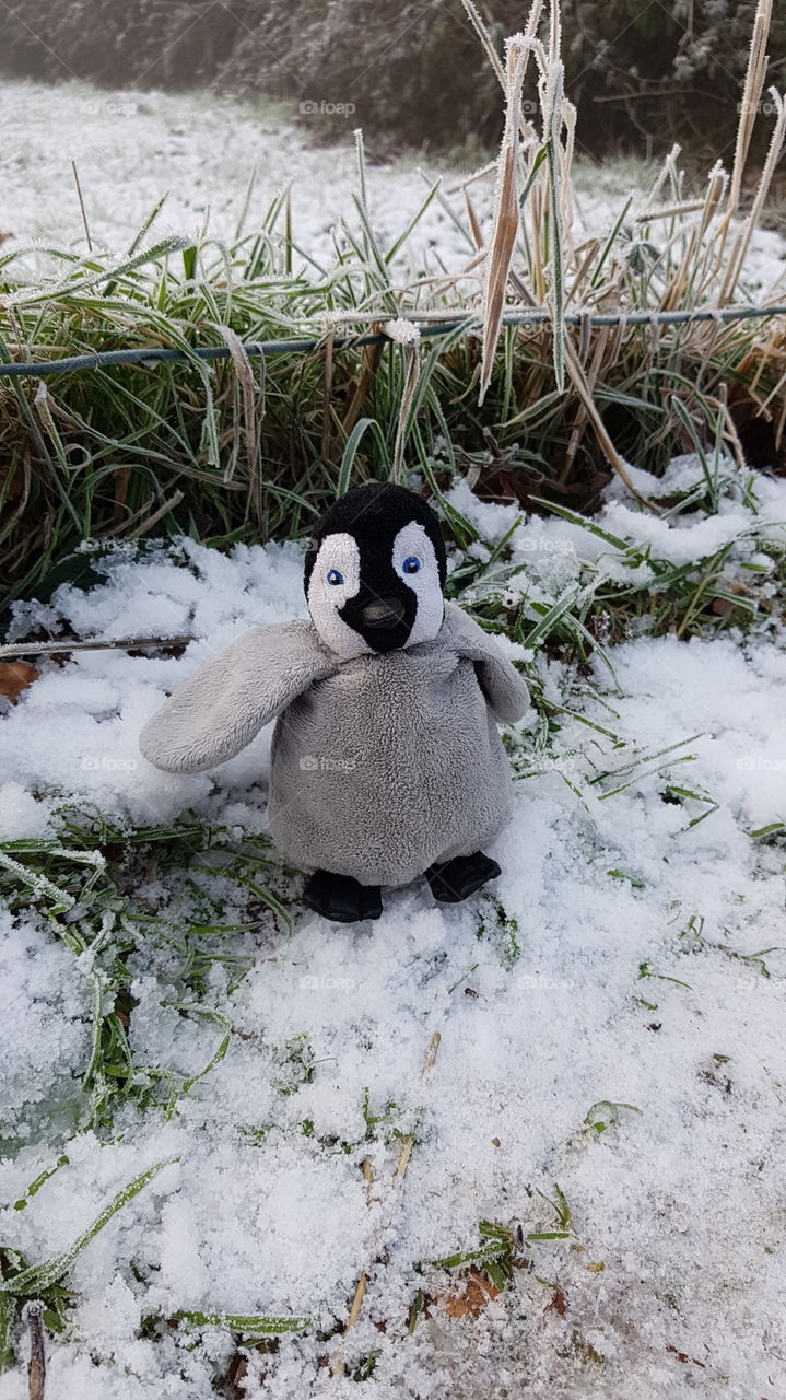penguin in the snow