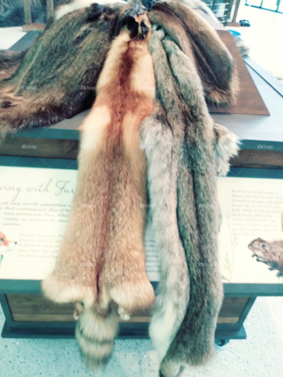 Fur Bearers